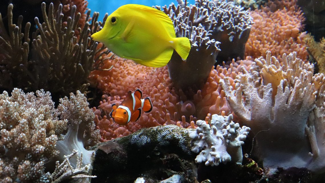 utilisation de l'ozone pour les aquariums