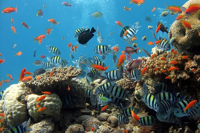 Choisir de manière rationnelle le bon ozonateur pour votre aquarium