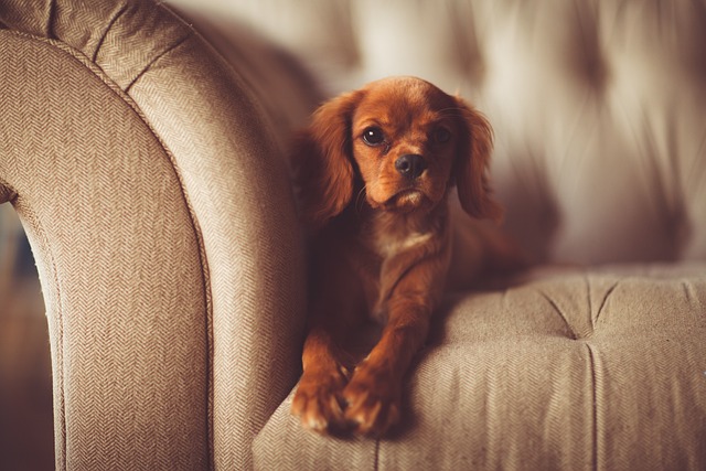 Une solution à l'ozone pour éliminer les odeurs des animaux dans la maison