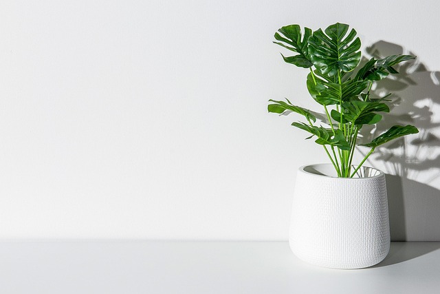 L’eau ozonée offre une approche innovante pour arroser ses plantes à la maiso