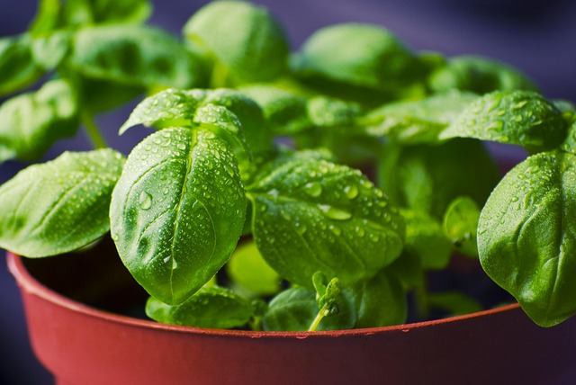 arrosage des plantes avec eau ozonée
